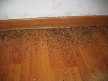 新建房子也可能会有白蚁！