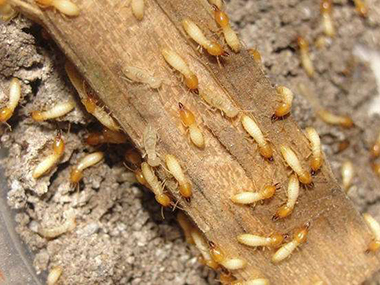 南海白蚁防治：木柜发现大量白蚁？