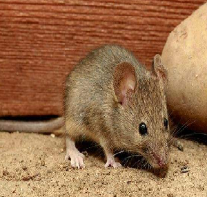 南海工厂灭鼠用药安全又环保