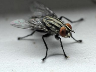 禅城四害消杀公司杀死蚊子和苍蝇有没有什么好的办法