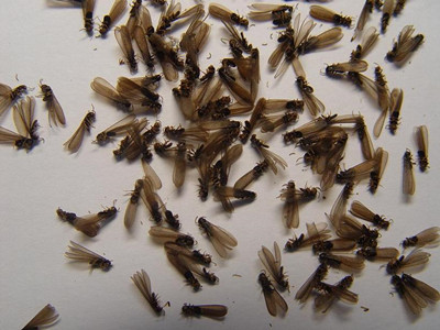 南海白蚁预防中心什么是飞蚁？怎么消灭飞蚁