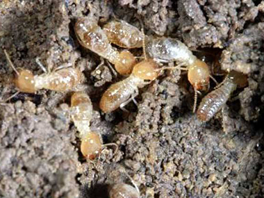 高明防治白蚁公司有白蚁怎么办，如何灭白蚁