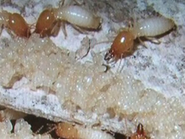 南海杀白蚁公司白蚁的误区是什么