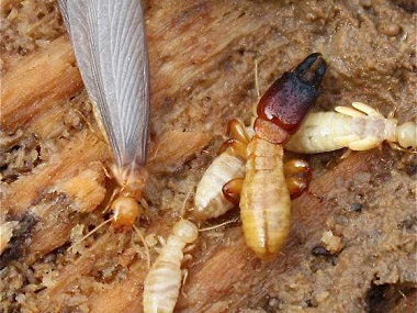 里水白蚁防治中心白蚁危害主要有哪些方面