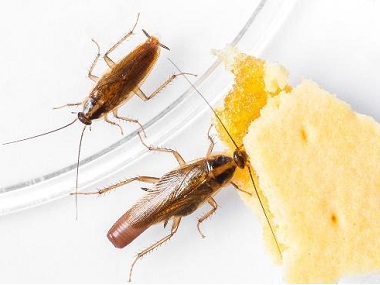 佛山上门杀虫公司告诉你洗发水和洗衣粉杀蟑螂绝对有效