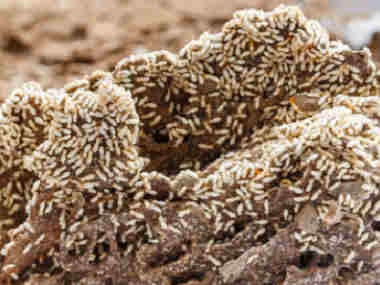 黄岐白蚁防治所白蚁除了吃木头还吃什么作为食物