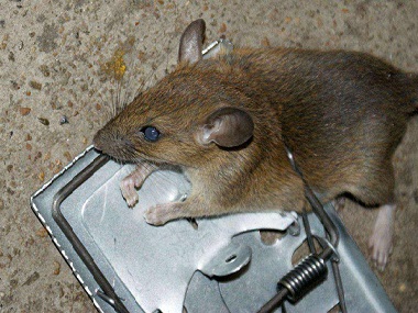 里水杀虫灭鼠公司灭鼠夹灭鼠工具应该放在什么位置