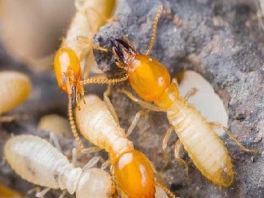 佛山南海预防白蚁入侵房屋的方法