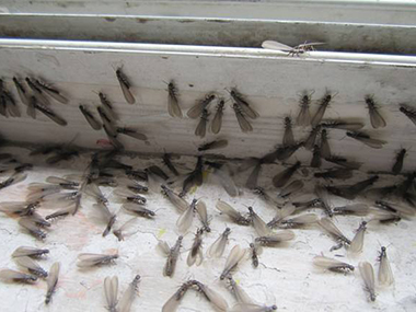 发现白蚁应该怎样处置？ 南海防治白蚁公司告诉您