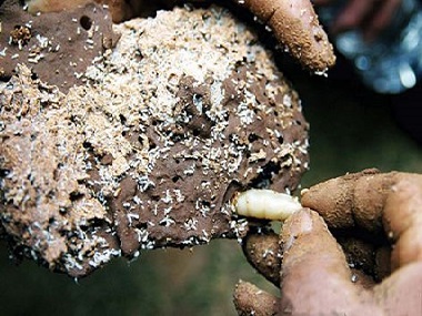 佛山白蚁有哪些品种？白蚁防治公司怎么消灭白蚁
