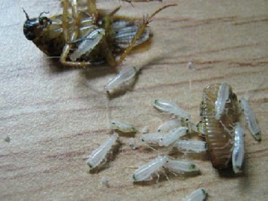 蟑螂出现是什么原因？里水杀虫灭鼠益伦