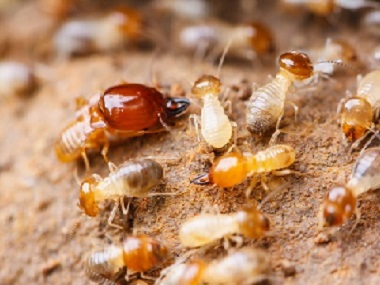 小塘白蚁灭治公司发现有白蚁危害的正确做法