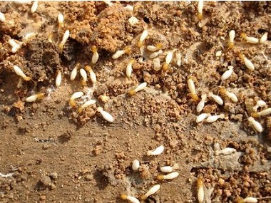 松岗白蚁防治公司解决白蚁危害常用的工具