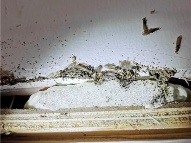 和顺白蚁防治公司房屋建成后不久就发现白蚁危害是什么情况