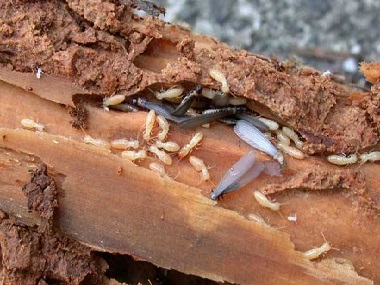 南海白蚁预防公司防治杉木白蚁危害的7个小妙招