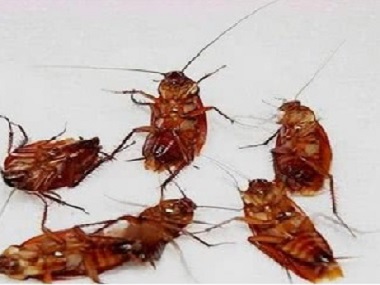 狮山杀虫灭鼠中心用什么方法可以有效防治蟑螂？