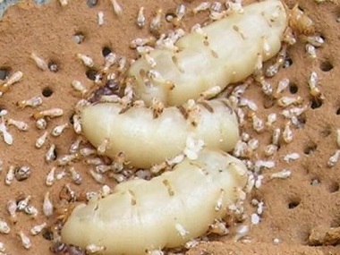 西樵专业白蚁防治旧房屋发现白蚁危害，应如何杀灭白蚁？