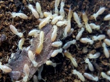 盐步白蚁防治公司白蚁的寿命有多长，白蚁怎么繁殖