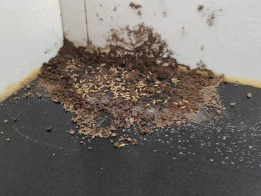 高明白蚁防治公司如何判断室内黑色飞蚂蚁是不是白蚁繁殖蚁