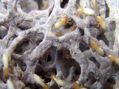 佛山白蚁防治公司怎样才能够找到白蚁的巢穴