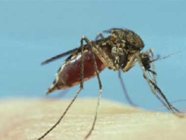 大沥四害消杀所常用的灭蚊子的方法有哪些，分享4个办法