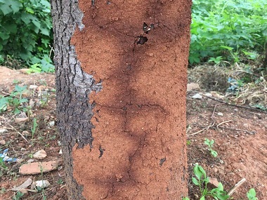 大沥验收白蚁站引见下防治杉木白蚁的7个小妙招