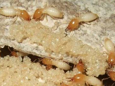 黄岐白蚁防治公司发现白蚁应该怎样灭白蚁