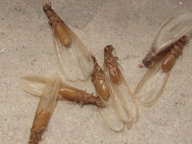 里水新建白蚁备案中心白蚁分飞季，如何有效防治白蚁
