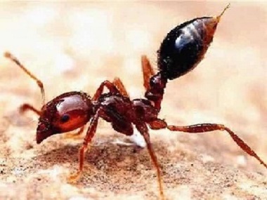 和顺白蚁预防世界上最危险的蚂蚁——红火蚁