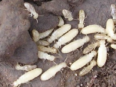 丹灶验收白蚁公司到了冬天白蚁为什么会变少