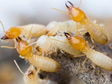 佛山白蚁预防中心令建筑行业谈蚁色变的是什么白蚁
