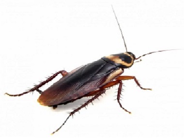 罗村害虫防控所：正确有效的杀灭蟑螂的方法