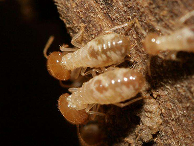 大沥验收白蚁公司白蚁的危害到底有多大？