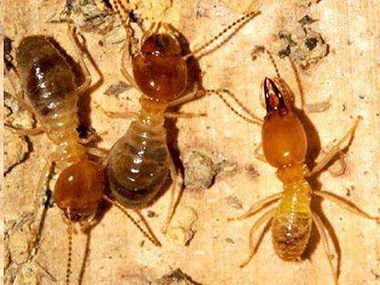 九江上门治白蚁公司这些方法清除蚂蚁100%最有效