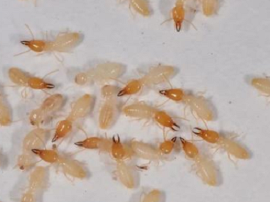南海防治白蚁——白蚁的危害有哪些？