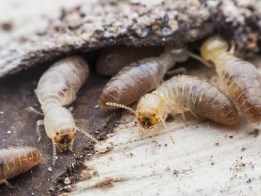 桂城白蚁备案中心消灭白蚁的常用的两种方法