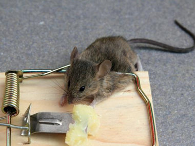 松岗专业灭鼠中心家里有老鼠怎么找出来