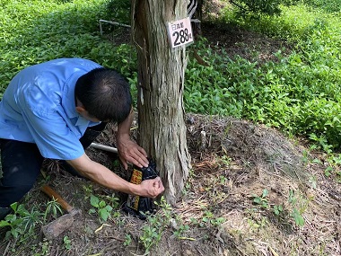 沙头白蚁预防公司防治杉木白蚁危害的方法