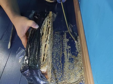西樵白蚁预防所——冬季白蚁变少的真相
